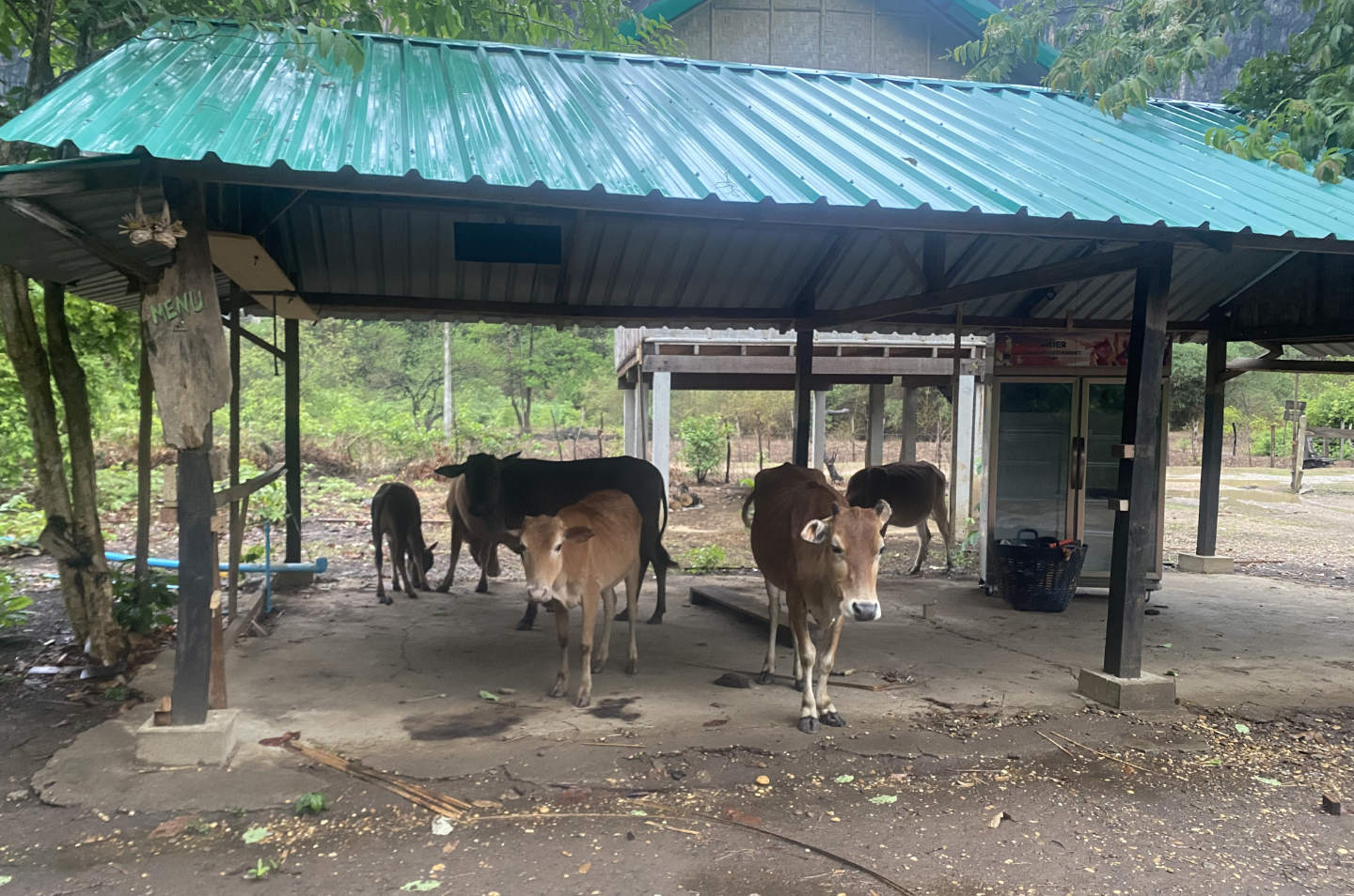 cows-in-the-kitchen.jpg