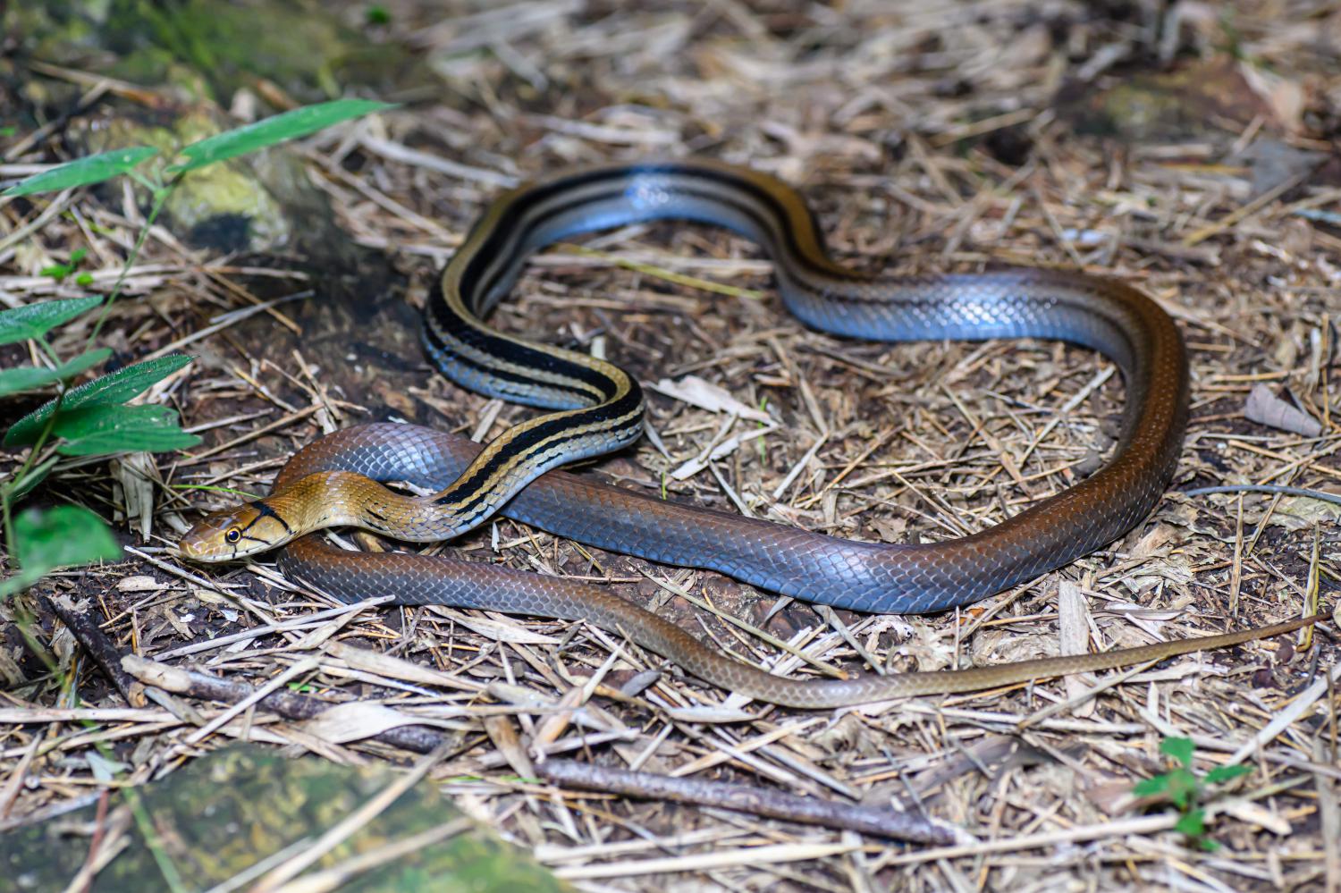 cpperhead snake on the ground