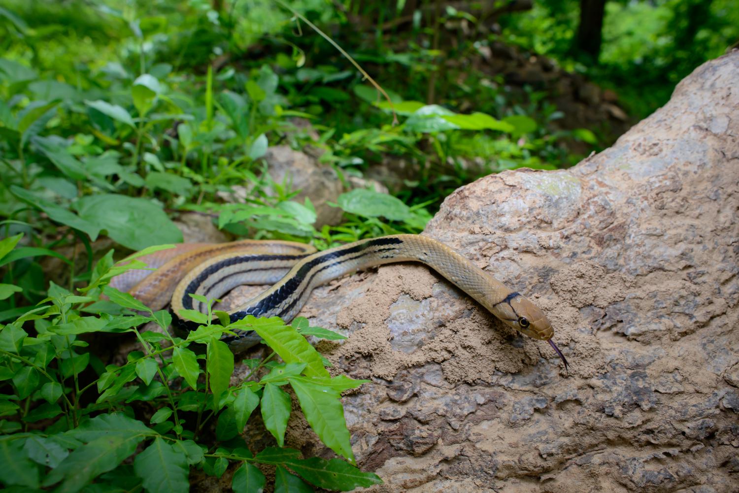 copperhead snake on a rock