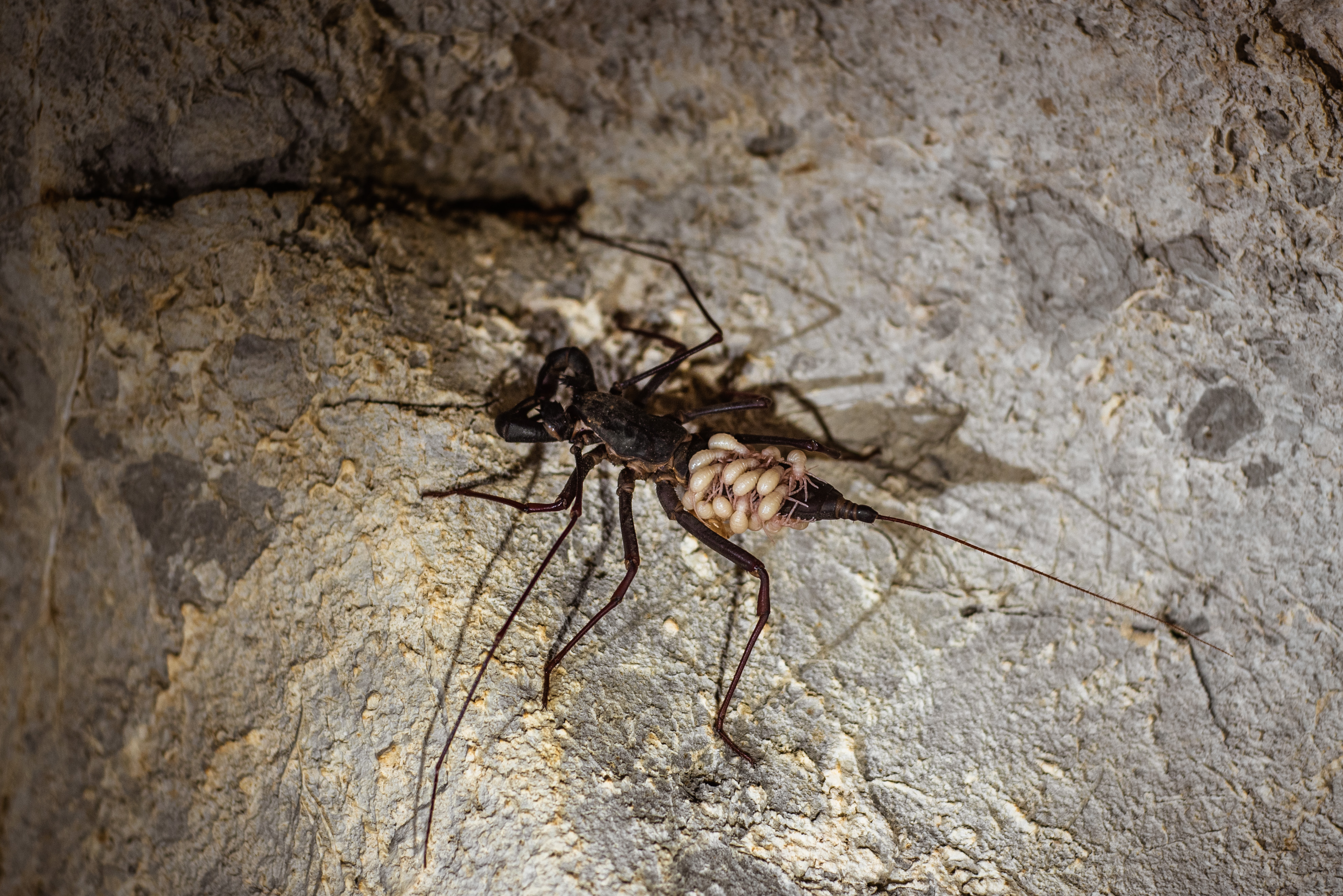 whip scorpion carries little babies on back
