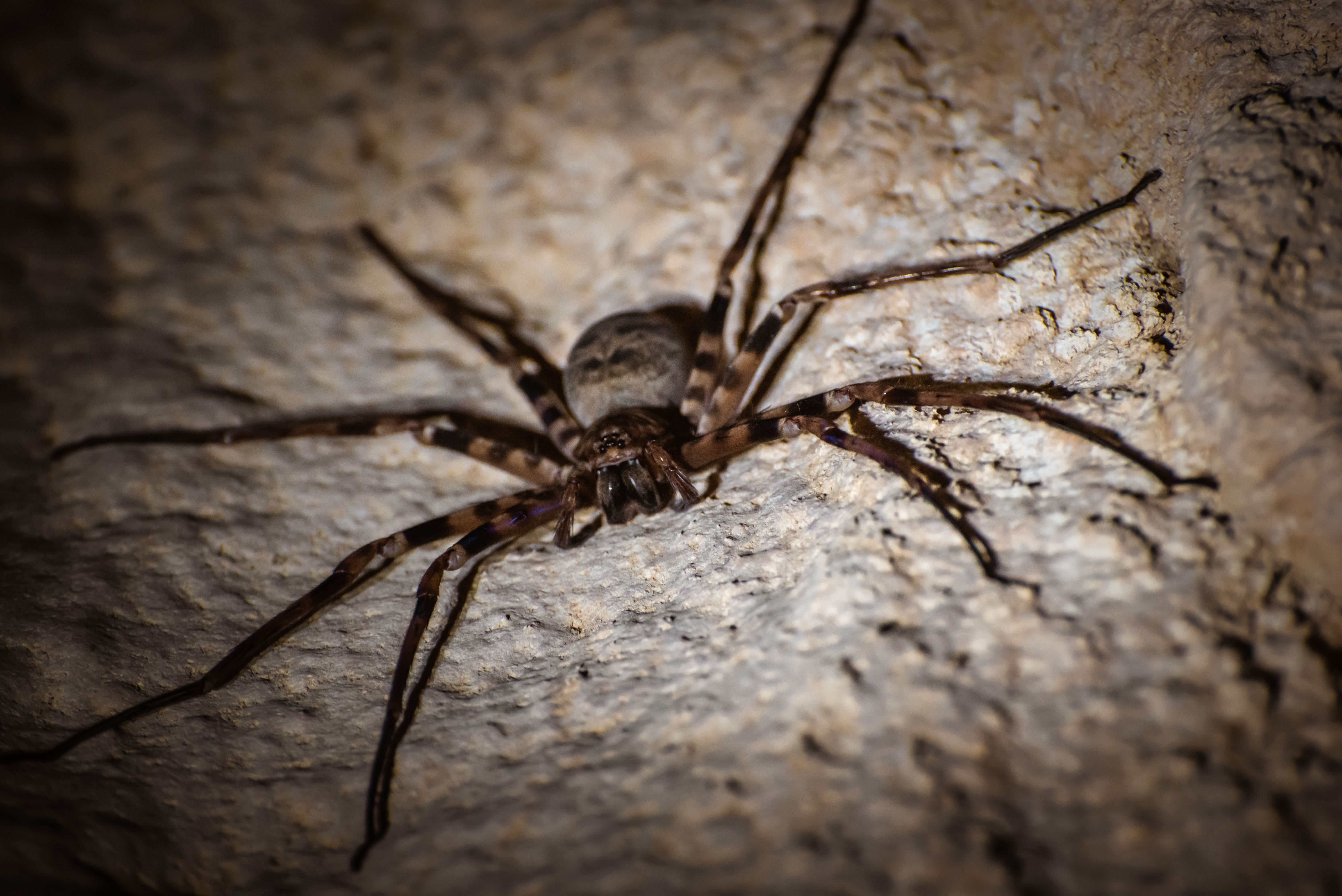 Huntsman spider found while caving