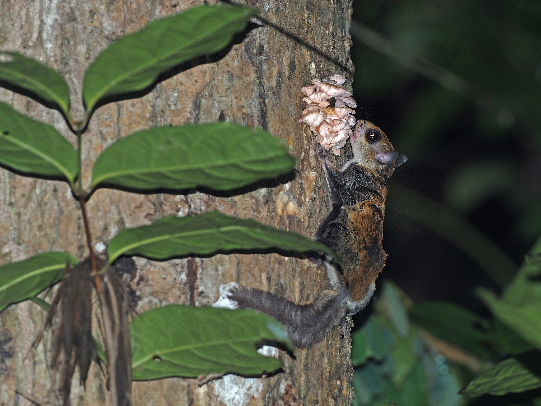 Hylopetes_spadiceus_339017647.jpg