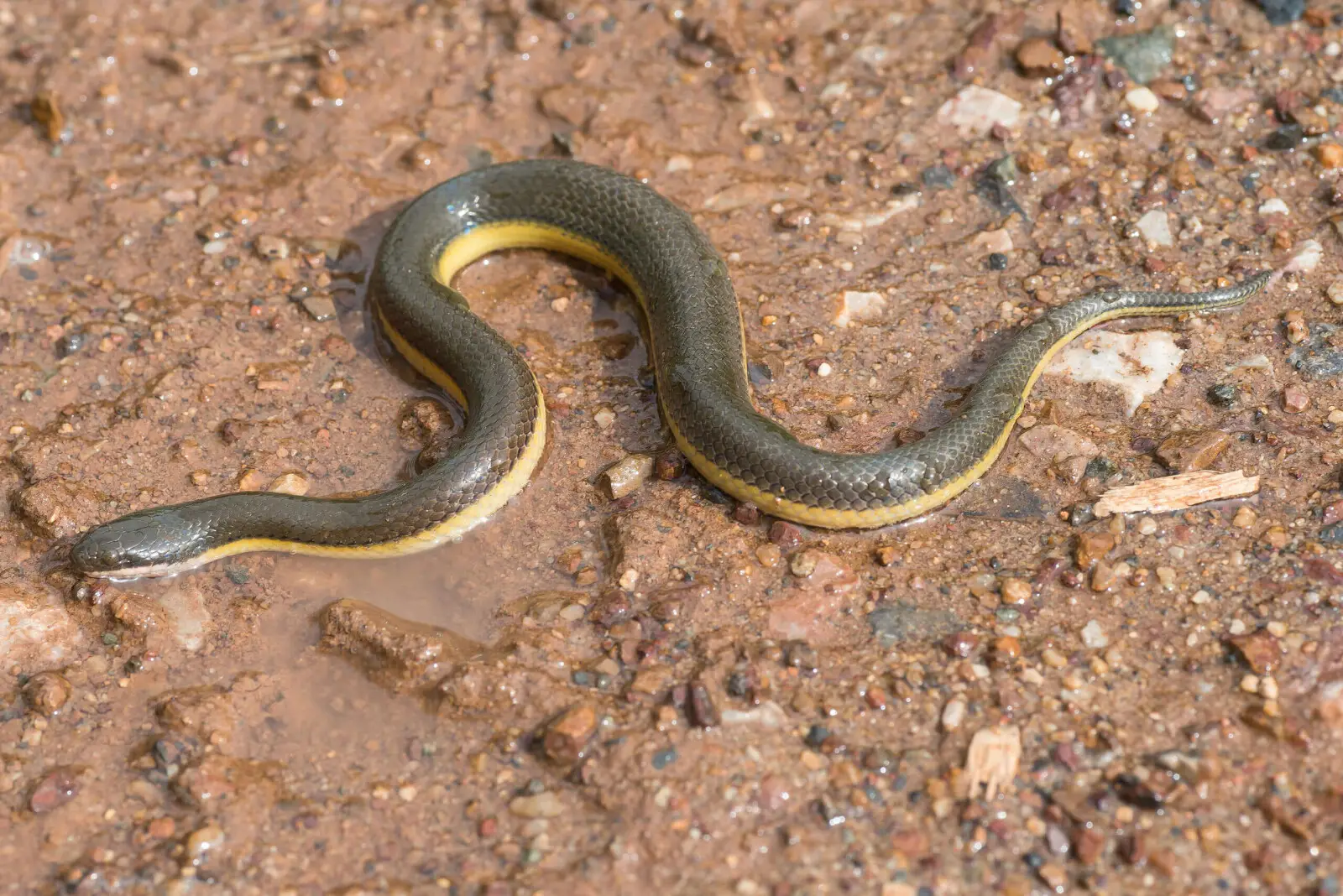 2560px-hypiscopus-plumbea2c-rice-paddy-snake-2.webp