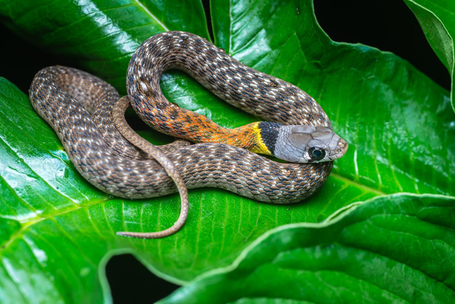red-necked-keelback-w-1500.jpg