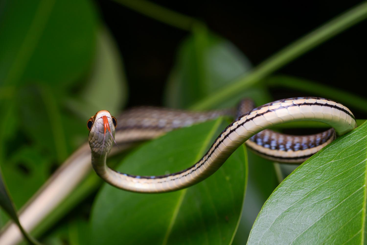 Common bronzeback snake in a shrub displaying blue skin between its scales
