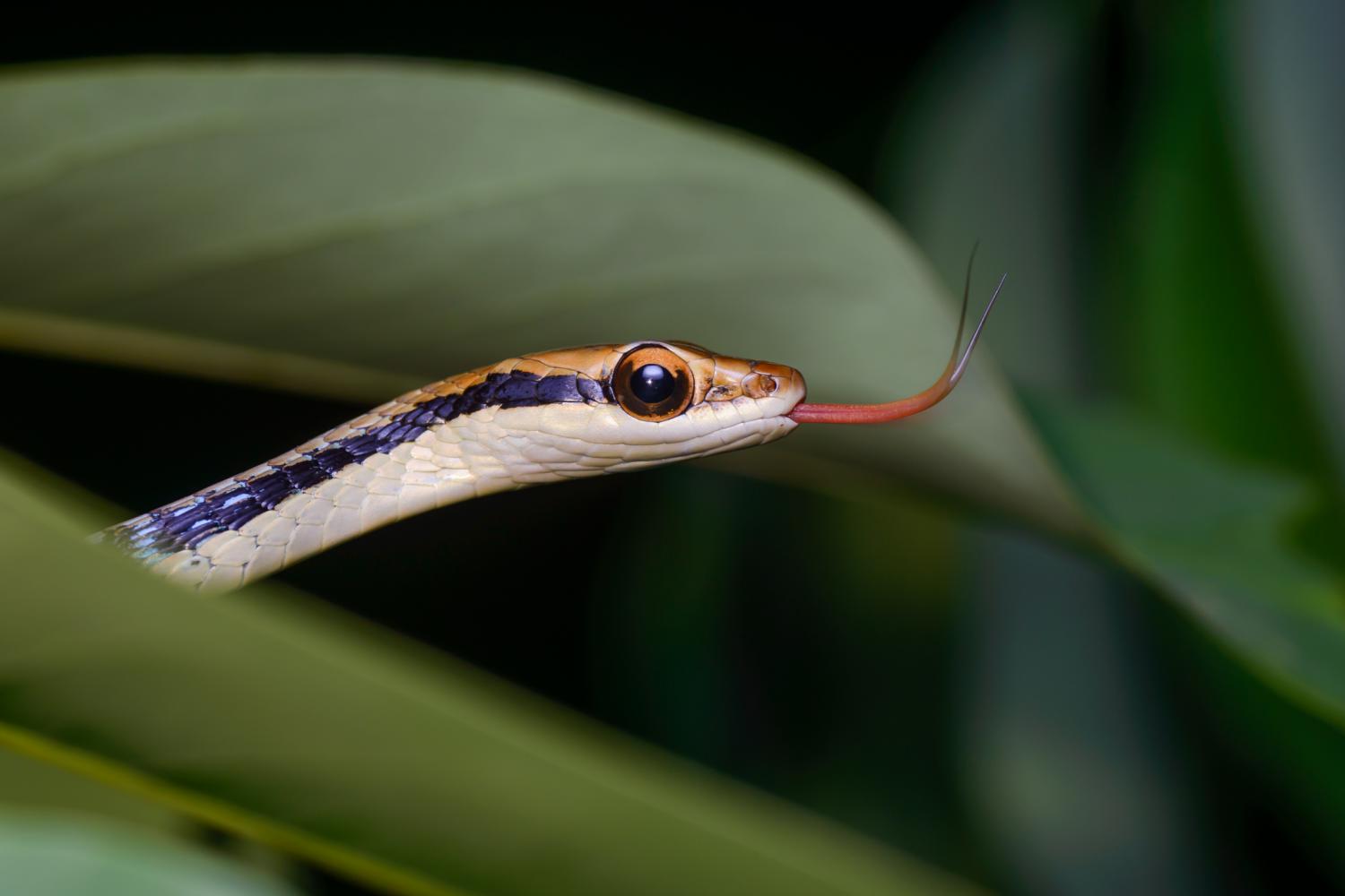 dendrelaphis-pictus-head-w-1500 (1).jpg