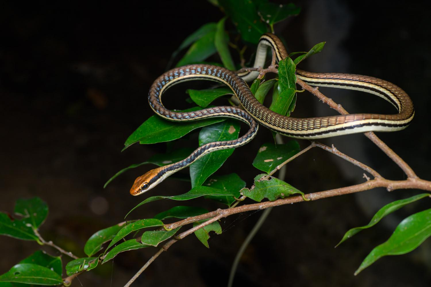 Common bronzeback snake displaying blue skin between its scales in Laos