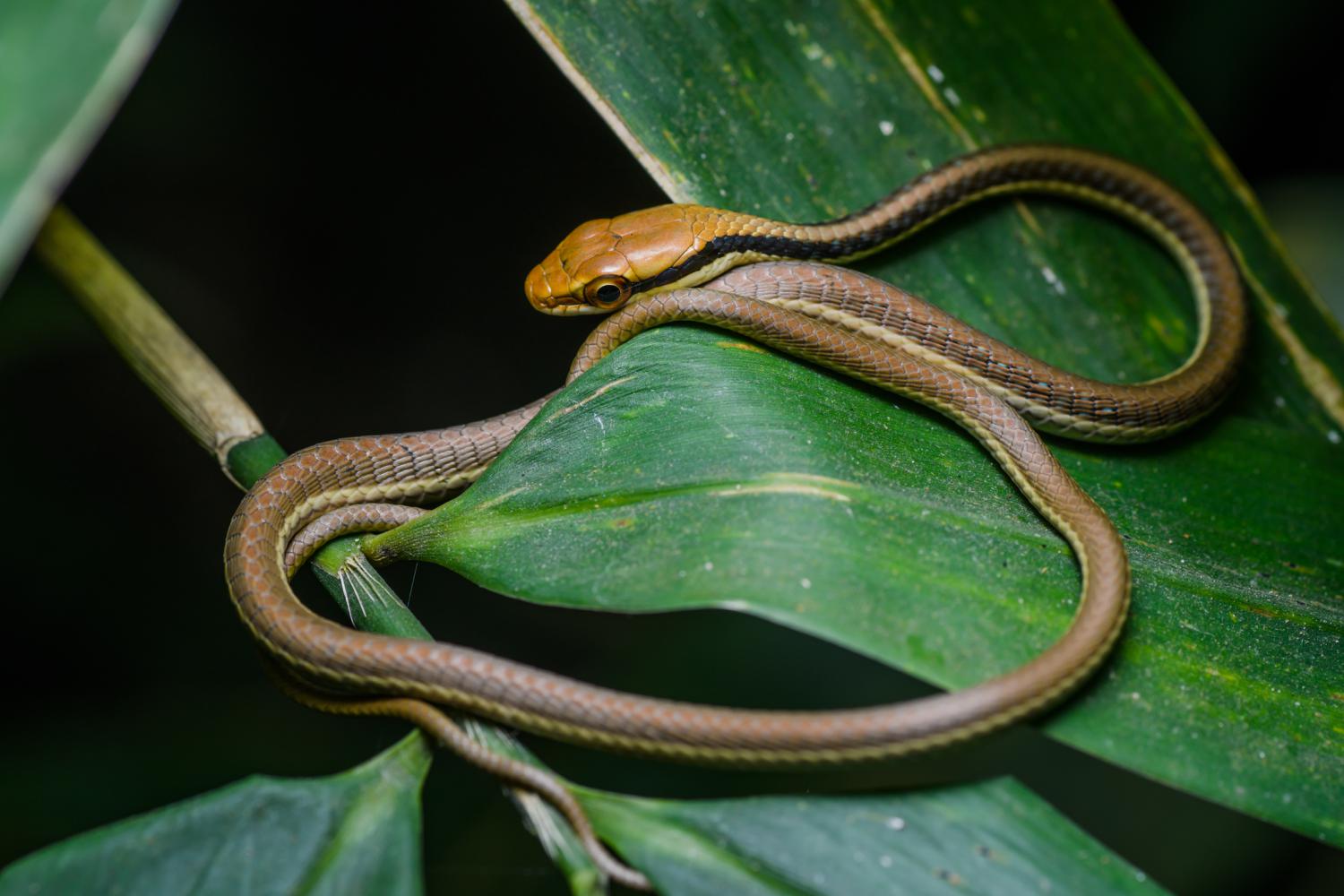 dendrelaphis-pictus-w-1500 (2).jpg