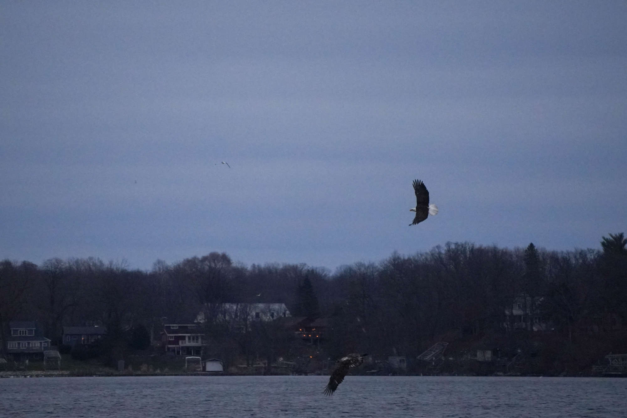 Family of bald eagle has been found 