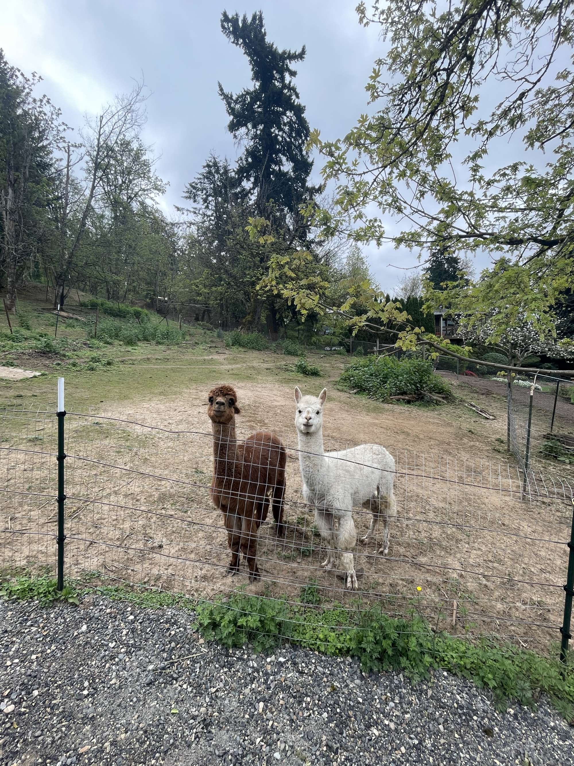 Frodo and Sam the alpacas 