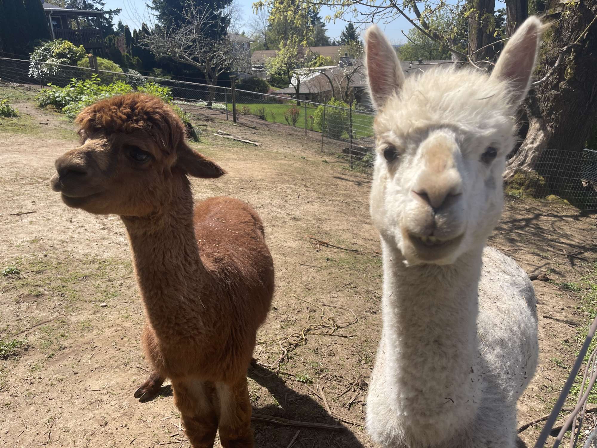 meet our farm friends including Frodo, Sam the alpacas (donkeys/pigs/goats)