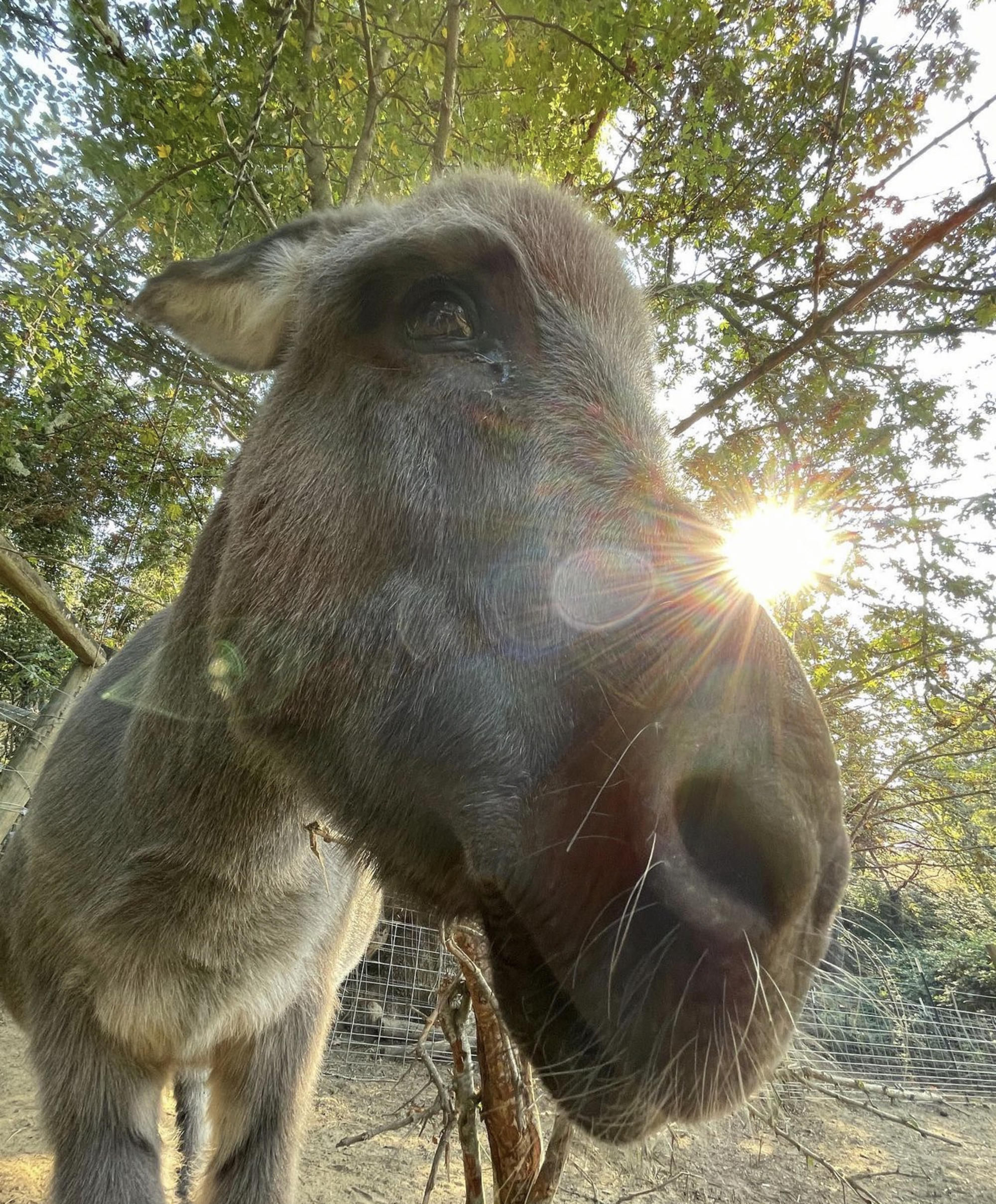 Rocky the donkey photo by Dashiell Henderson