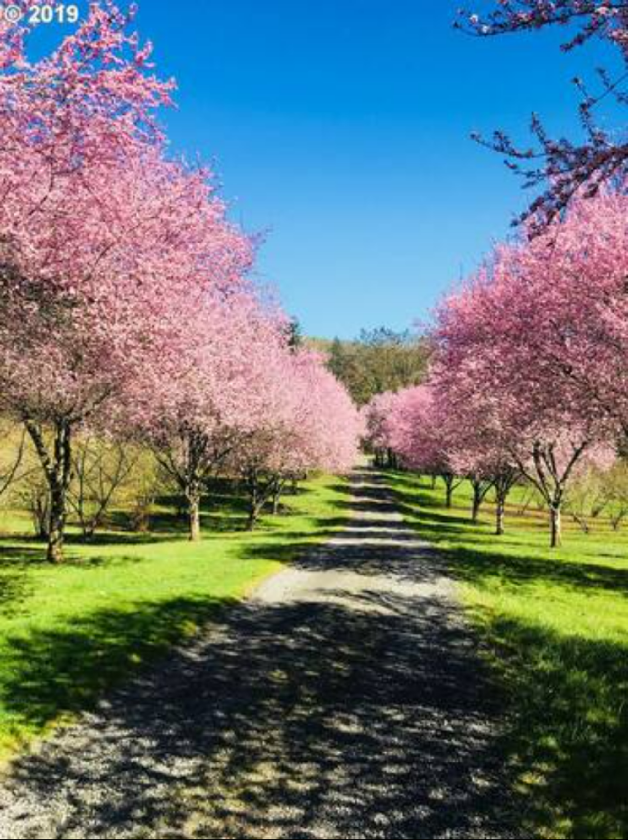 Private driveway (spring view)