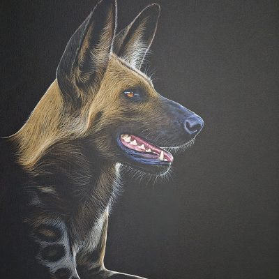 Painted Dog (Wild Dog)