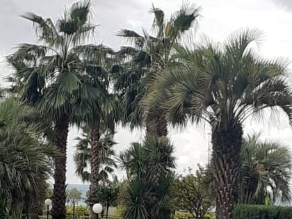 Похолодание в Краснодарском крае: что ожидать в ближайшие дни