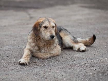 19 июля в Новотитаровском и Нововеличковском сельских поселениях будет организован отлов бездомных собак