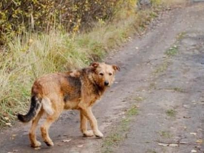 7 октября в Динском сельском поселении будет организован отлов бездомных собак