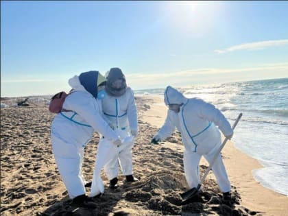 На пляже Анапы ввели карантин из-за птичьего гриппа