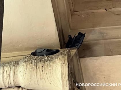 В Новороссийске жители возмущены поведением… голубей и тех, кто за ними не убирает