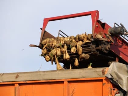 В Кореновском районе приступили к уборке сахарной свеклы!