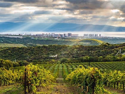 Документальный цикл о кубанских виноделах вышел на федеральном канале