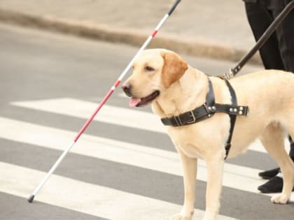 Доступ на объекты собаки-проводника