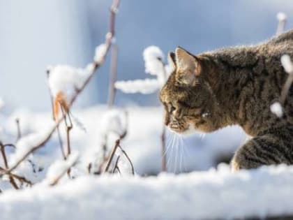 Народные приметы 23 февраля, кому и почему сегодня нельзя дарить носки