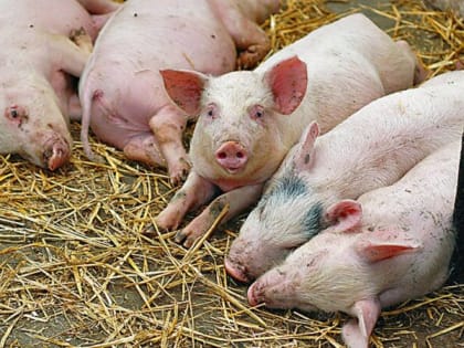 Об эпизоотической ситуации по африканской чуме свиней на территории Краснодарского края