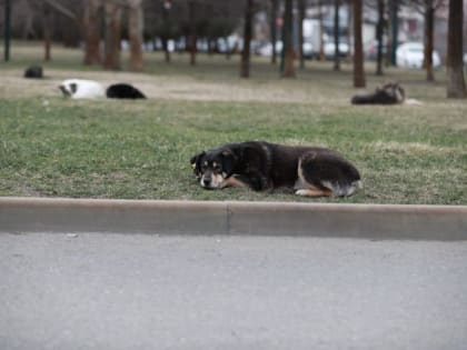 ​В Краснодаре начали строить приют для бездомных животных