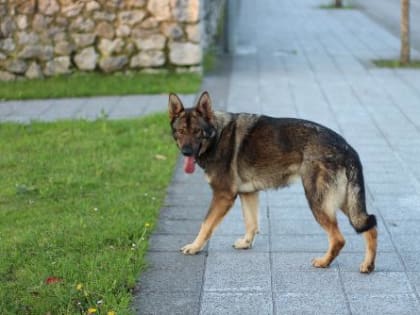 18 октября в Первореченском и Мичуринском сельских поселениях будет организован отлов бездомных собак