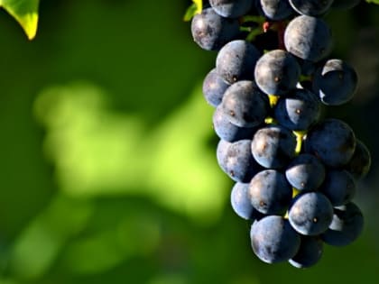 В Анапе в винодельческий комплекс вложат 1 млрд рублей