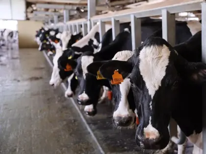 В 2025 году на субсидии для производителей молока в Краснодарском крае направят 1,3 млрд рублей