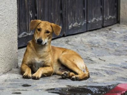 22 августа в Новотитаровском и Нововеличковском сельских поселениях будет организован отлов бездомных собак