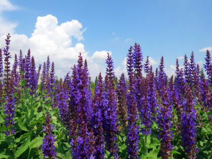 В Анапе начали выращивать шалфей