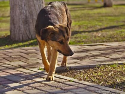 15 июня в Старомышастовском сельском поселении будет организован отлов бездомных собак