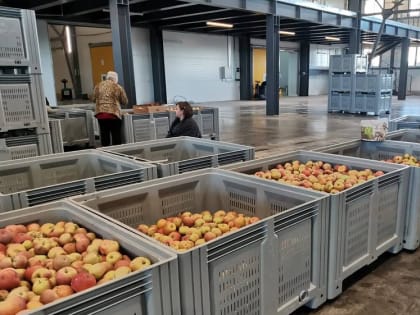 На сельхозпредприятии Курганинского района стали быстрее сортировать яблоки благодаря бережливым технологиям