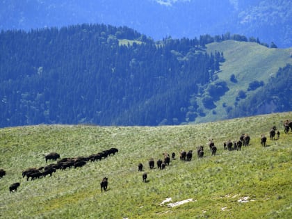 Успехи сохранения зубров в Кавказском заповеднике