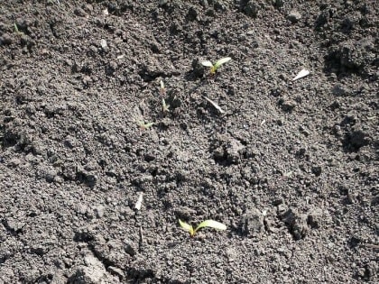 Внимание! Вредители на пропашно-технических культурах