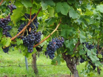 В Краснодарском крае популярность винного туризма выросла на 60%