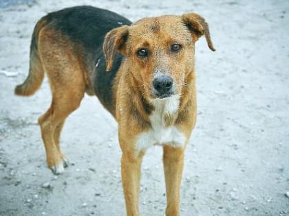 13 октября в станице Новотитаровской будет организован отлов бездомных собак