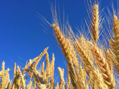 На Кубани на поддержку аграриев направили более 2,1 млрд рублей