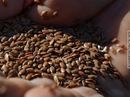 Зимующий лен впервые усеет поля Кореновского района