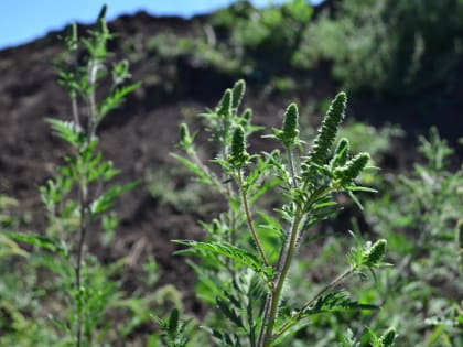 В этом месяце на городских кладбищах выкосили более 24 гектаров сорняков