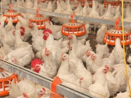 Птицеводческое предприятие Кубани подвело итог участия в нацпроекте