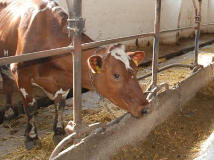 А сколько корова даёт молока?