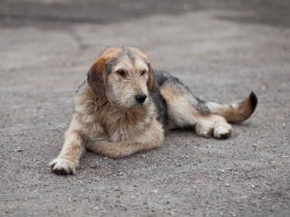 25 мая в Нововеличковском сельском поселении будет организован отлов бездомных собак