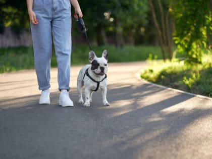 В Краснодаре определены места, где разрешен и запрещен выгул домашних животных