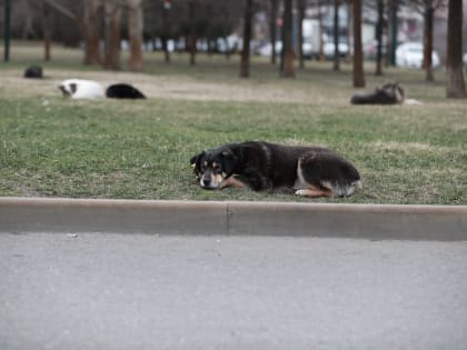 Стартовало строительство приюта для бездомных животных