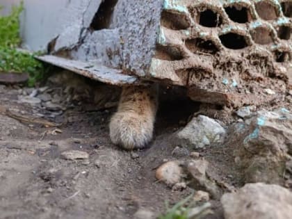 ​В гараже в Краснодаре нашли хищных сервалов