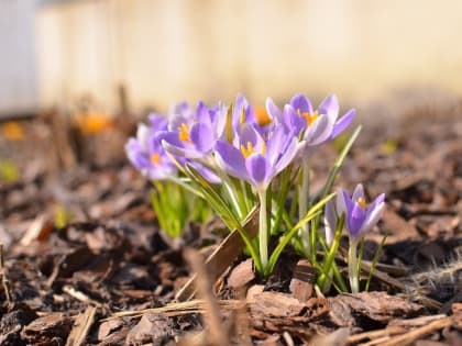 Внимание, первоцветы!